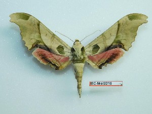  ( - BC-Mel3210)  @11 [ ] Copyright (2018) Sphingidae Museum-Czech republic Ekologicke centrum Orlov o.p.s.