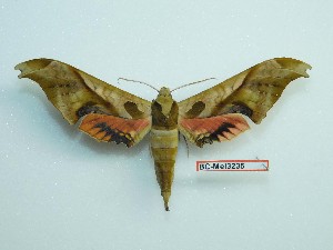  ( - BC-Mel3235)  @11 [ ] Copyright (2018) Sphingidae Museum-Czech republic Ekologicke centrum Orlov o.p.s.