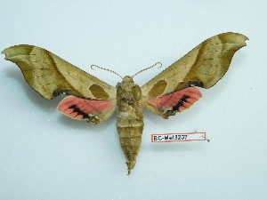  ( - BC-Mel3237)  @11 [ ] Copyright (2018) Sphingidae Museum-Czech republic Ekologicke centrum Orlov o.p.s.