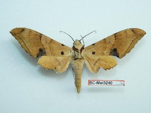  ( - BC-Mel3240)  @11 [ ] Copyright (2018) Sphingidae Museum-Czech republic Ekologicke centrum Orlov o.p.s.