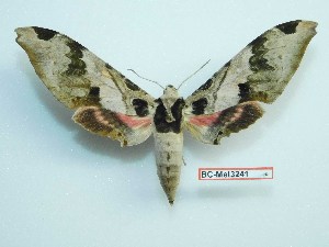  (Adhemarius palmeri - BC-Mel3241)  @14 [ ] Copyright (2018) Sphingidae Museum-Czech republic Ekologicke centrum Orlov o.p.s.