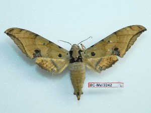  ( - BC-Mel3242)  @15 [ ] Copyright (2018) Sphingidae Museum-Czech republic Ekologicke centrum Orlov o.p.s.