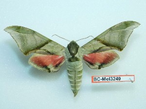  ( - BC-Mel3249)  @14 [ ] Copyright (2018) Sphingidae Museum-Czech republic Ekologicke centrum Orlov o.p.s.