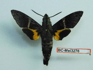  (Macroglossum mediovitta - BC-Mel3276)  @14 [ ] Copyright (2018) Sphingidae Museum-Czech republic Ekologicke centrum Orlov o.p.s.
