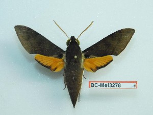  ( - BC-Mel3278)  @13 [ ] Copyright (2018) Sphingidae Museum-Czech republic Ekologicke centrum Orlov o.p.s.