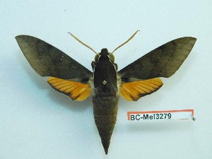  ( - BC-Mel3279)  @13 [ ] Copyright (2018) Sphingidae Museum-Czech republic Ekologicke centrum Orlov o.p.s.