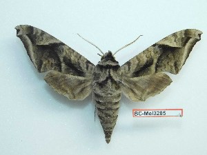  ( - BC-Mel3285)  @11 [ ] Copyright (2018) Sphingidae Museum-Czech republic Ekologicke centrum Orlov o.p.s.