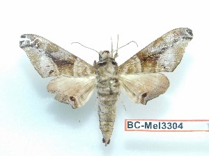  ( - BC-Mel3304)  @11 [ ] Copyright (2018) Sphingidae Museum-Czech republic Ekologicke centrum Orlov o.p.s.