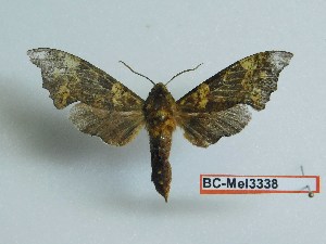  ( - BC-Mel3338)  @11 [ ] Copyright (2018) Sphingidae Museum-Czech republic Ekologicke centrum Orlov o.p.s.