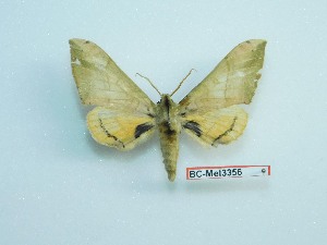  ( - BC-Mel3356)  @11 [ ] Copyright (2018) Sphingidae Museum-Czech republic Ekologicke centrum Orlov o.p.s.