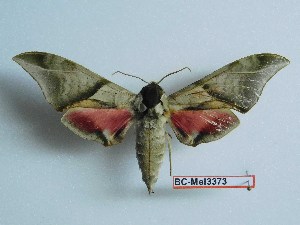  ( - BC-Mel3373)  @14 [ ] Copyright (2018) Sphingidae Museum-Czech republic Ekologicke centrum Orlov o.p.s.