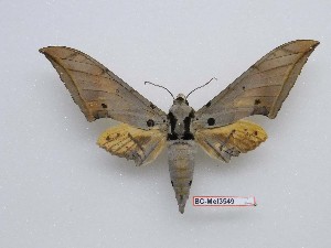  ( - BC-Mel3549)  @11 [ ] Copyright (2019) Sphingidae Museum-Czech republic Ekologicke centrum Orlov o.p.s.
