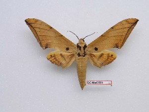  ( - BC-Mel3551)  @11 [ ] Copyright (2019) Sphingidae Museum-Czech republic Ekologicke centrum Orlov o.p.s.