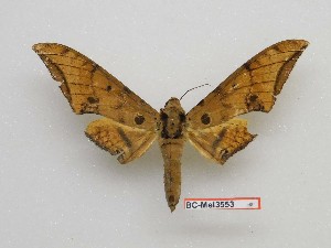  ( - BC-Mel3553)  @11 [ ] Copyright (2019) Sphingidae Museum-Czech republic Ekologicke centrum Orlov o.p.s.
