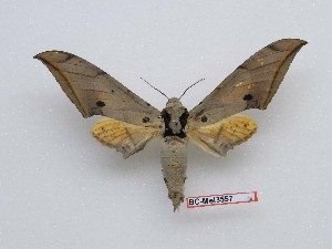  ( - BC-Mel3557)  @11 [ ] Copyright (2019) Sphingidae Museum-Czech republic Ekologicke centrum Orlov o.p.s.