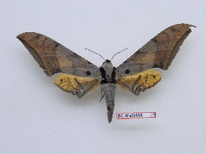  ( - BC-Mel3558)  @11 [ ] Copyright (2019) Sphingidae Museum-Czech republic Ekologicke centrum Orlov o.p.s.