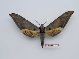  ( - BC-Mel3560)  @11 [ ] Copyright (2019) Sphingidae Museum-Czech republic Ekologicke centrum Orlov o.p.s.