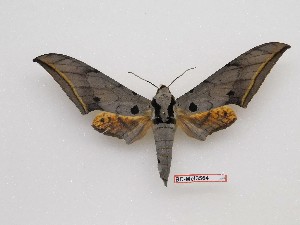  ( - BC-Mel3564)  @11 [ ] Copyright (2019) Sphingidae Museum-Czech republic Ekologicke centrum Orlov o.p.s.