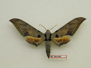  ( - BC-Mel3565)  @11 [ ] Copyright (2019) Sphingidae Museum-Czech republic Ekologicke centrum Orlov o.p.s.