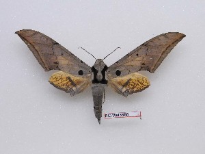  ( - BC-Mel3566)  @11 [ ] Copyright (2019) Sphingidae Museum-Czech republic Ekologicke centrum Orlov o.p.s.