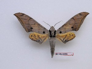  ( - BC-Mel3568)  @11 [ ] Copyright (2019) Sphingidae Museum-Czech republic Ekologicke centrum Orlov o.p.s.