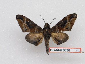  ( - BC-Mel3630)  @11 [ ] Copyright (2019) Sphingidae Museum-Czech republic Ekologicke centrum Orlov o.p.s.