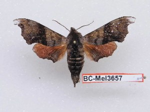  (Cypoides parachinensis - BC-Mel3657)  @14 [ ] Copyright (2019) Sphingidae Museum-Czech republic Ekologicke centrum Orlov o.p.s.