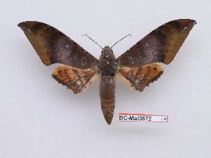  ( - BC-Mel3672)  @11 [ ] Copyright (2019) Sphingidae Museum-Czech republic Ekologicke centrum Orlov o.p.s.