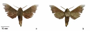  (Cypa moniensis - CEITEC F.160)  @11 [ ] Copyright (2018) Unspecified Sphingidae Museum, Czech Republic
