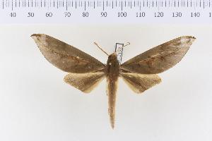  (Phylloxiphia oberthueri - VAG-2192)  @14 [ ] Copyright (2010) Thierry Vaglia Research Collection of Thierry Vaglia