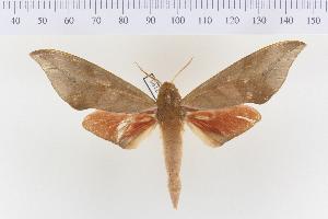  (Phylloxiphia oweni - VAG-2195)  @14 [ ] Copyright (2010) Thierry Vaglia Research Collection of Thierry Vaglia