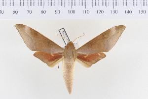  (Phylloxiphia mpassa - VAG-2238)  @15 [ ] Copyright (2010) Thierry Vaglia Research Collection of Thierry Vaglia