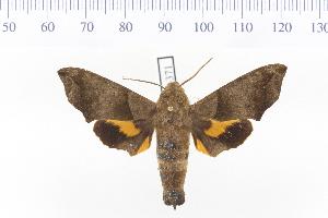  ( - VAG-371)  @14 [ ] Copyright (2010) Thierry Vaglia Research Collection of Thierry Vaglia