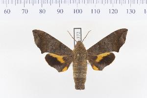  ( - VAG-372)  @14 [ ] Copyright (2010) Thierry Vaglia Research Collection of Thierry Vaglia