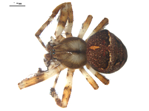  (Araneus corticarius - BIOUG00627-B05)  @13 [ ] CC-0  G. Blagoev 2010 Unspecified