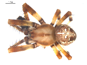  (Araneus groenlandicola - BIOUG00627-G04)  @14 [ ] CC-0  G. Blagoev 2010 Unspecified