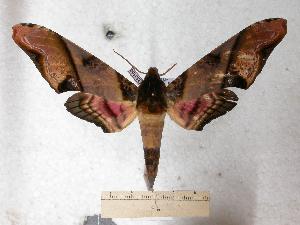  ( - BC-EMEM0153)  @14 [ ] Copyright (2010) Ulf Eitschberger Research Collection of Ulf Eitschberger