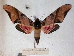  ( - BC-EMEM0185)  @14 [ ] Copyright (2010) Ulf Eitschberger Research Collection of Ulf Eitschberger