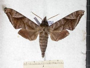  (Acosmeryx naga naga - BC-EMEM0027)  @14 [ ] Copyright (2010) Ulf Eitschberger Research Collection of Ulf Eitschberger