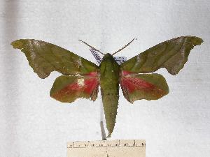  ( - BC-EMEM1229)  @13 [ ] Copyright (2010) Ulf Eitschberger Research Collection of Ulf Eitschberger