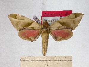  (Callambulyx tatarinovii gabyae - BC-EMEM1238)  @14 [ ] Copyright (2010) Ulf Eitschberger Research Collection of Ulf Eitschberger