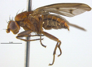  ( - BIOUG03857-G07)  @13 [ ] CreativeCommons - Attribution (2012) CBG Photography Group Centre for Biodiversity Genomics