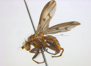  ( - BIOUG03858-A01)  @12 [ ] CreativeCommons - Attribution (2012) CBG Photography Group Centre for Biodiversity Genomics