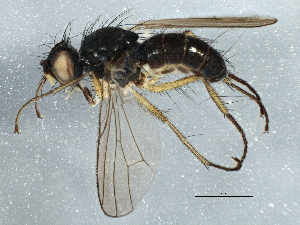  ( - BIOUG03526-F05)  @14 [ ] CreativeCommons - Attribution (2013) CBG Photography Group Centre for Biodiversity Genomics