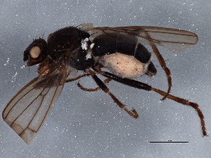  ( - BIOUG03809-H10)  @13 [ ] CreativeCommons - Attribution (2013) CBG Photography Group Centre for Biodiversity Genomics