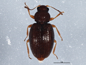  ( - BIOUG03942-B11)  @13 [ ] CreativeCommons - Attribution (2013) CBG Photography Group Centre for Biodiversity Genomics