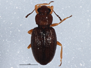  ( - BIOUG03942-C02)  @13 [ ] CreativeCommons - Attribution (2013) CBG Photography Group Centre for Biodiversity Genomics