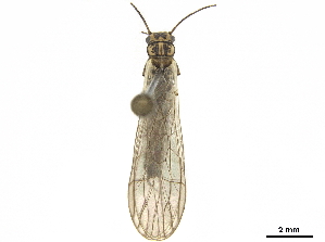  ( - BIOUG04509-D09)  @11 [ ] CreativeCommons - Attribution (2020) CBG Photography Group Centre for Biodiversity Genomics