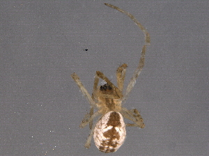  ( - BIOUG06190-G02)  @12 [ ] CreativeCommons - Attribution (2014) CBG Photography Group Centre for Biodiversity Genomics