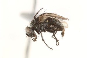  ( - BIOUG06558-F06)  @12 [ ] CreativeCommons - Attribution (2015) CBG Photography Group Centre for Biodiversity Genomics